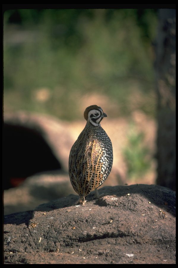 352093 Mearns Quail, Cock A4 Photo Print