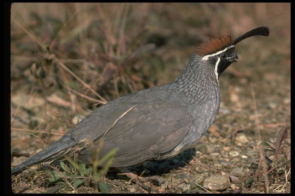 352094 Desert Quail, Cock A4 Photo Print