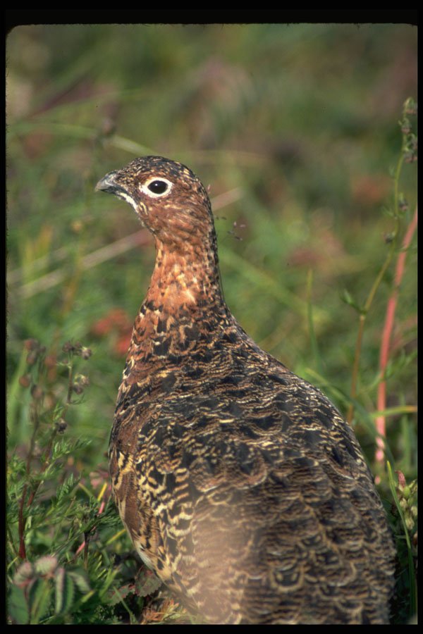 352095 Willow Ptarmigan, Hen In Summer A4 Photo Print