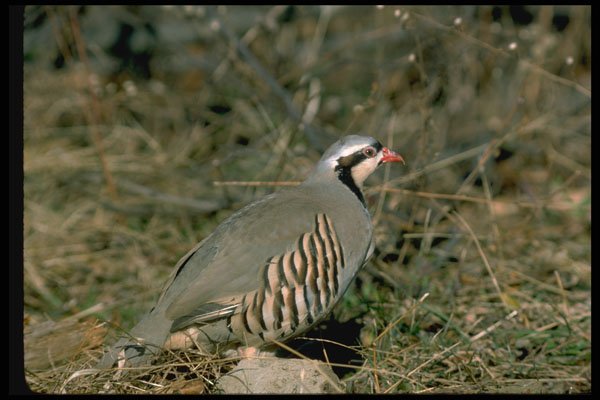 352096 Chukar Partridge A4 Photo Print