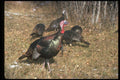 352097 Merriams Wild Turkeys, Big Gobbler And Flock A4 Photo Print