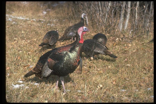 352097 Merriams Wild Turkeys, Big Gobbler And Flock A4 Photo Print