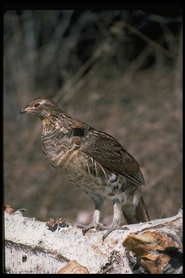 352098 Ruffed Grouse Standing On A Birch Log A4 Photo Print