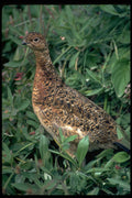352099 Willow Ptarmigan, Hen In Summer A4 Photo Print