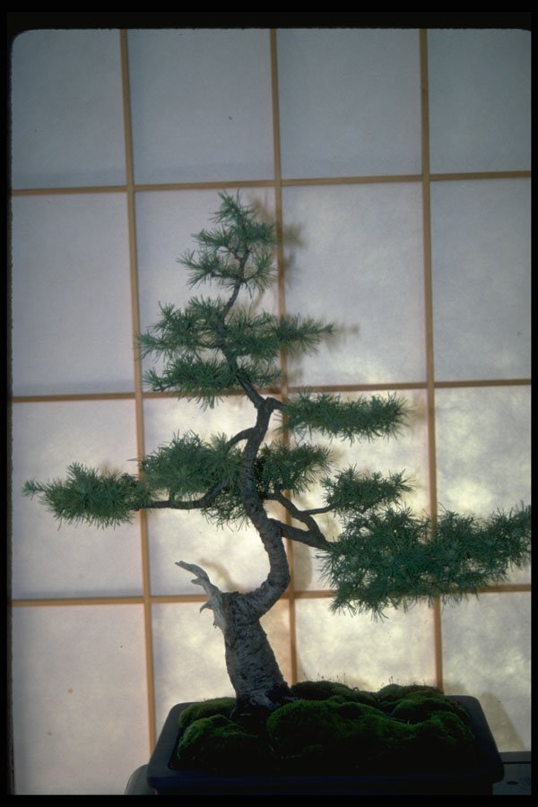 353000 Larix Laricina A4 Photo Print