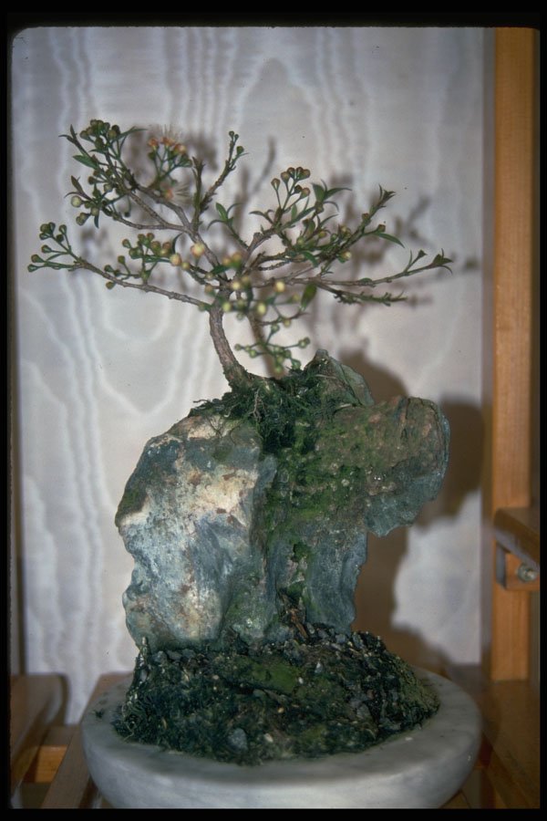 353001 Eugenia Myrtifolia (landscape) A4 Photo Print