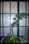 353002 Pinus Banksiana A4 Photo Print
