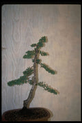 353003 Juniperus Procumbens (regular Bonsai) A4 Photo Print