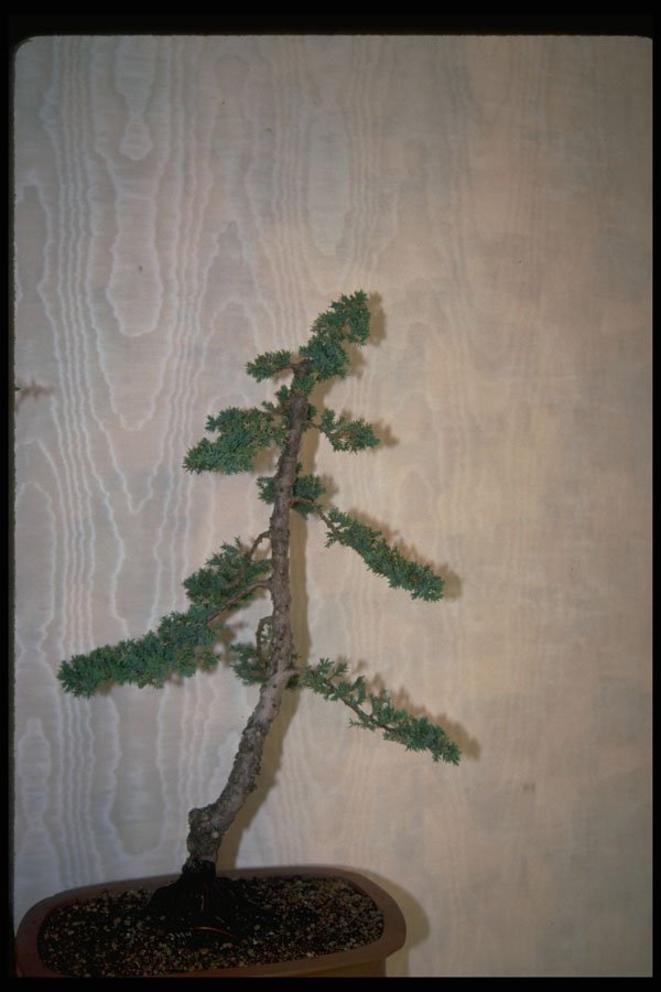 353003 Juniperus Procumbens (regular Bonsai) A4 Photo Print