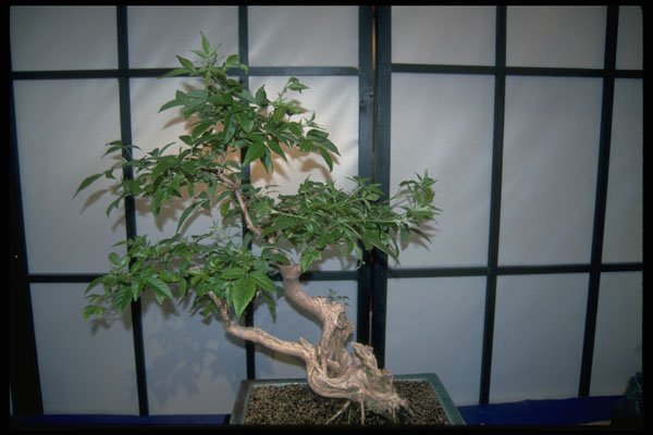 353004 Vitex Negundo (50 Years Old) A4 Photo Print
