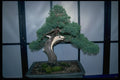 353005 Juniperus Horizontalis (prostrata) A4 Photo Print