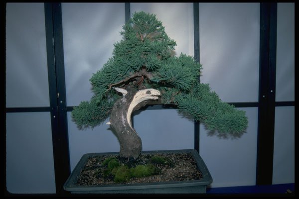 353005 Juniperus Horizontalis (prostrata) A4 Photo Print