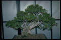 353006 Sageritia Thea (regular Bonsai, 60 Years Old) A4 Photo Print