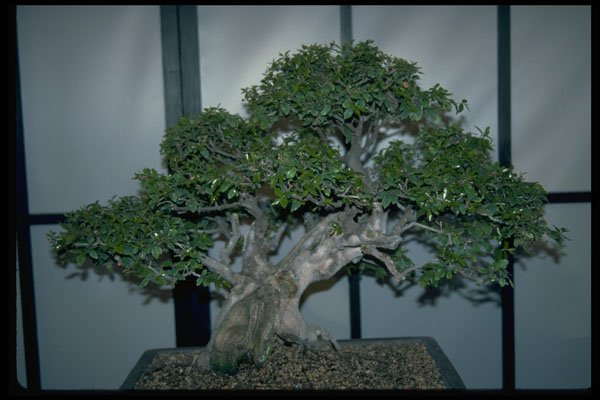 353006 Sageritia Thea (regular Bonsai, 60 Years Old) A4 Photo Print