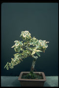353009 Euomymus Fortumei (gracilis) A4 Photo Print