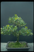 353011 Buxus Microphylla (sinica) A4 Photo Print