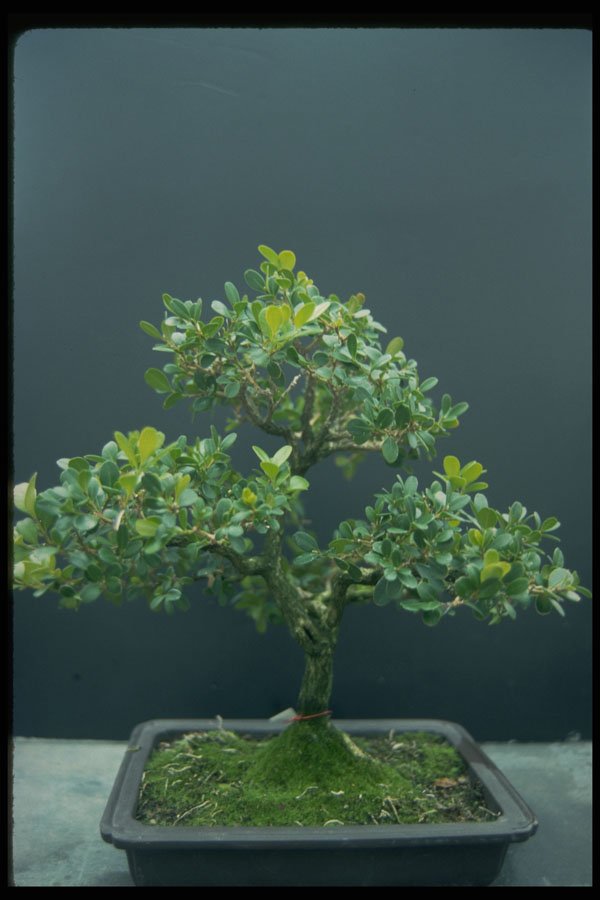 353011 Buxus Microphylla (sinica) A4 Photo Print