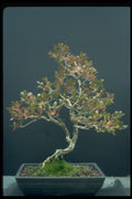 353012 Buxus Microphylla (sinica) A4 Photo Print
