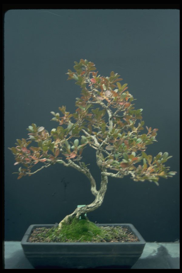353012 Buxus Microphylla (sinica) A4 Photo Print