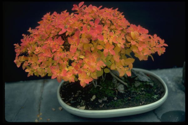353013 Spiraea Japonica (little Princess) A4 Photo Print