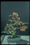 353014 Cotoneaster (pannosus) A4 Photo Print