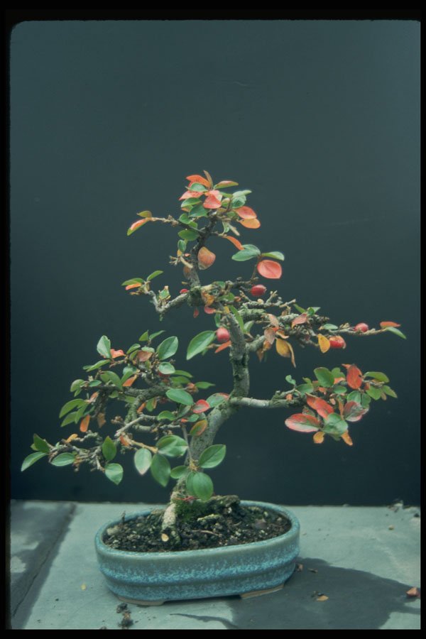 353014 Cotoneaster (pannosus) A4 Photo Print