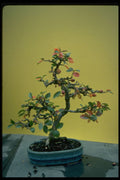 353015 Cotoneaster (pannosus) A4 Photo Print