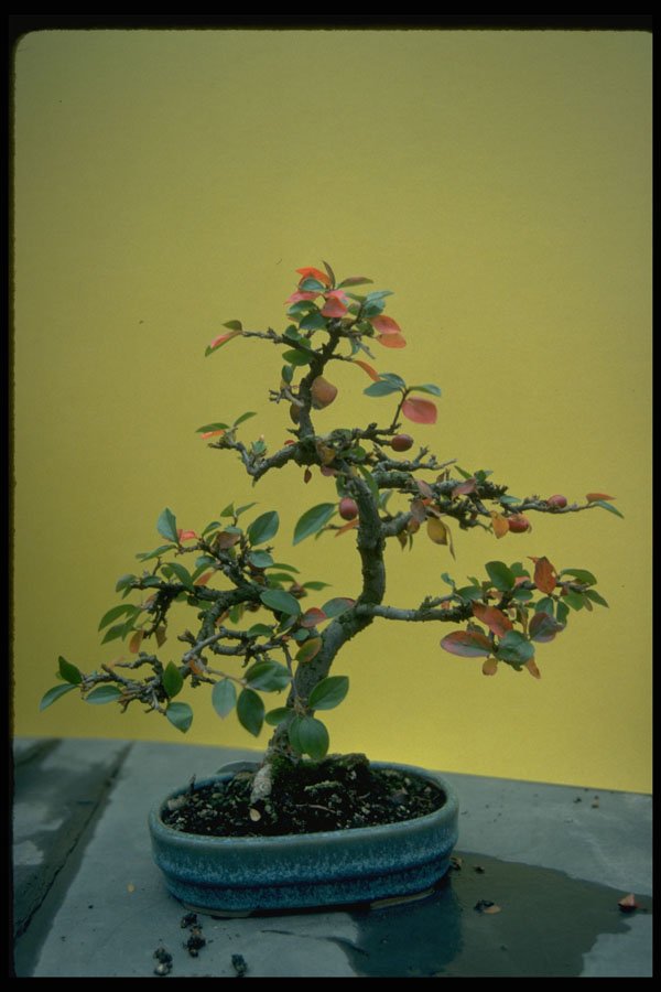 353015 Cotoneaster (pannosus) A4 Photo Print