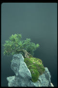 353016 Podocarpus Macrophyllus (maki) A4 Photo Print