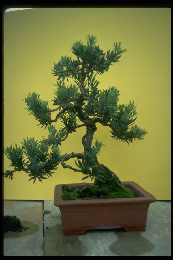 353017 Podocarpus Macrophyllus (maki) A4 Photo Print