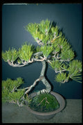 353018 Pinus Thunbergiana A4 Photo Print