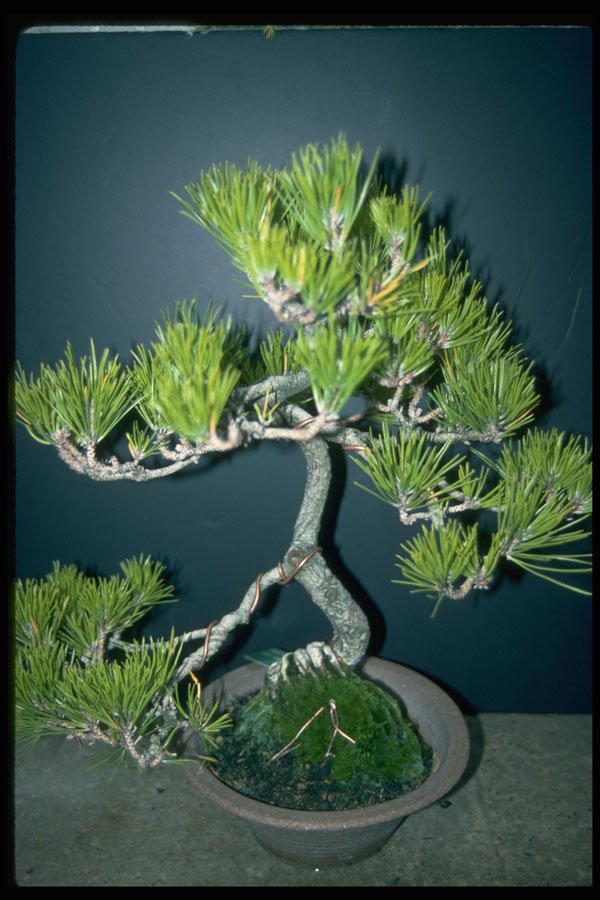 353018 Pinus Thunbergiana A4 Photo Print