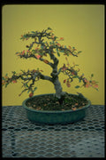 353020 Cotoneaster (pannosus) A4 Photo Print