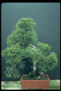 353021 Juniperus Chinensis (sargent Juniper) A4 Photo Print