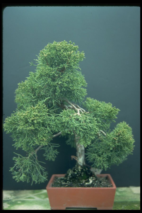 353021 Juniperus Chinensis (sargent Juniper) A4 Photo Print