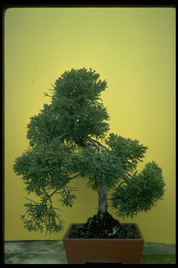 353022 Juniperus Chinensis (sargent Juniper) A4 Photo Print