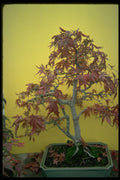 353023 Acer Palmatum (matsumurae) A4 Photo Print