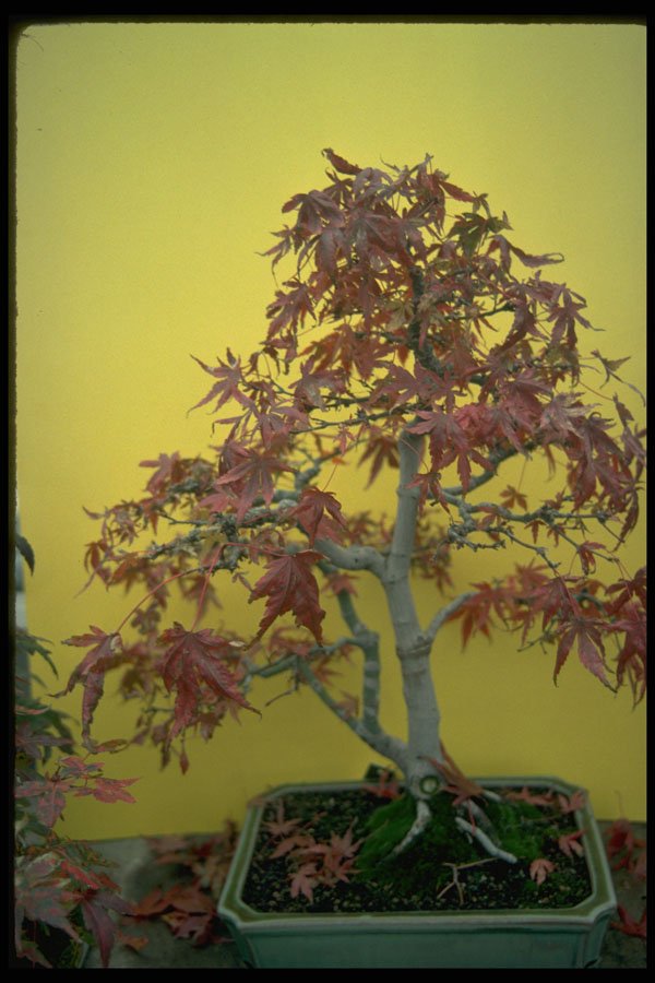 353023 Acer Palmatum (matsumurae) A4 Photo Print