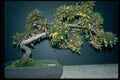 353024 Rhododendron (kimi Mo Hikari) A4 Photo Print