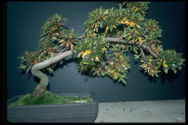 353024 Rhododendron (kimi Mo Hikari) A4 Photo Print