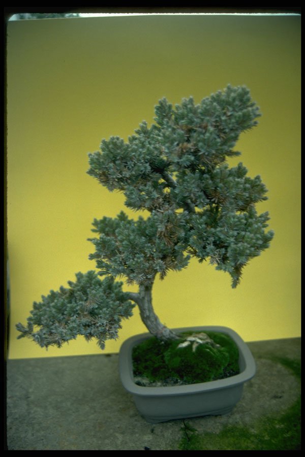 353025 Juniperus Squamata (meyeri) A4 Photo Print