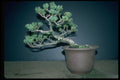353026 Pinus Parviflora A4 Photo Print