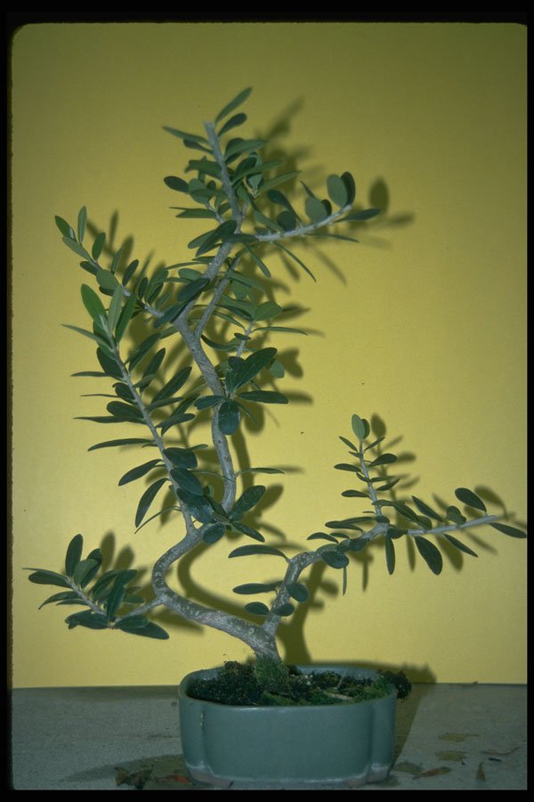 353027 Pinus Parviflora A4 Photo Print