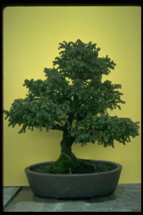 353028 Cryptomeria Japonica (jindai sugi) A4 Photo Print