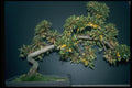 353030 Rhododendron (kimi No Hikari) A4 Photo Print