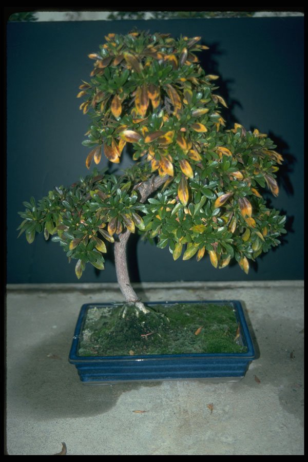 353031 Rhododendron (kogetsu) A4 Photo Print