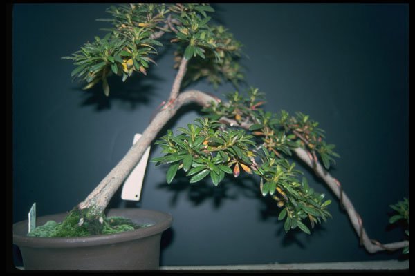 353033 Rhododendron (seirin) A4 Photo Print