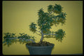 353034 Rhododendron (kahoku No Tsuki) A4 Photo Print
