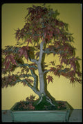 353036 Acer Palmatum (matsumurae) A4 Photo Print