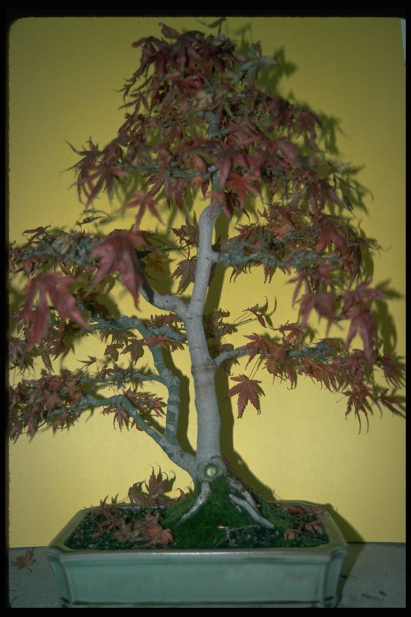353036 Acer Palmatum (matsumurae) A4 Photo Print
